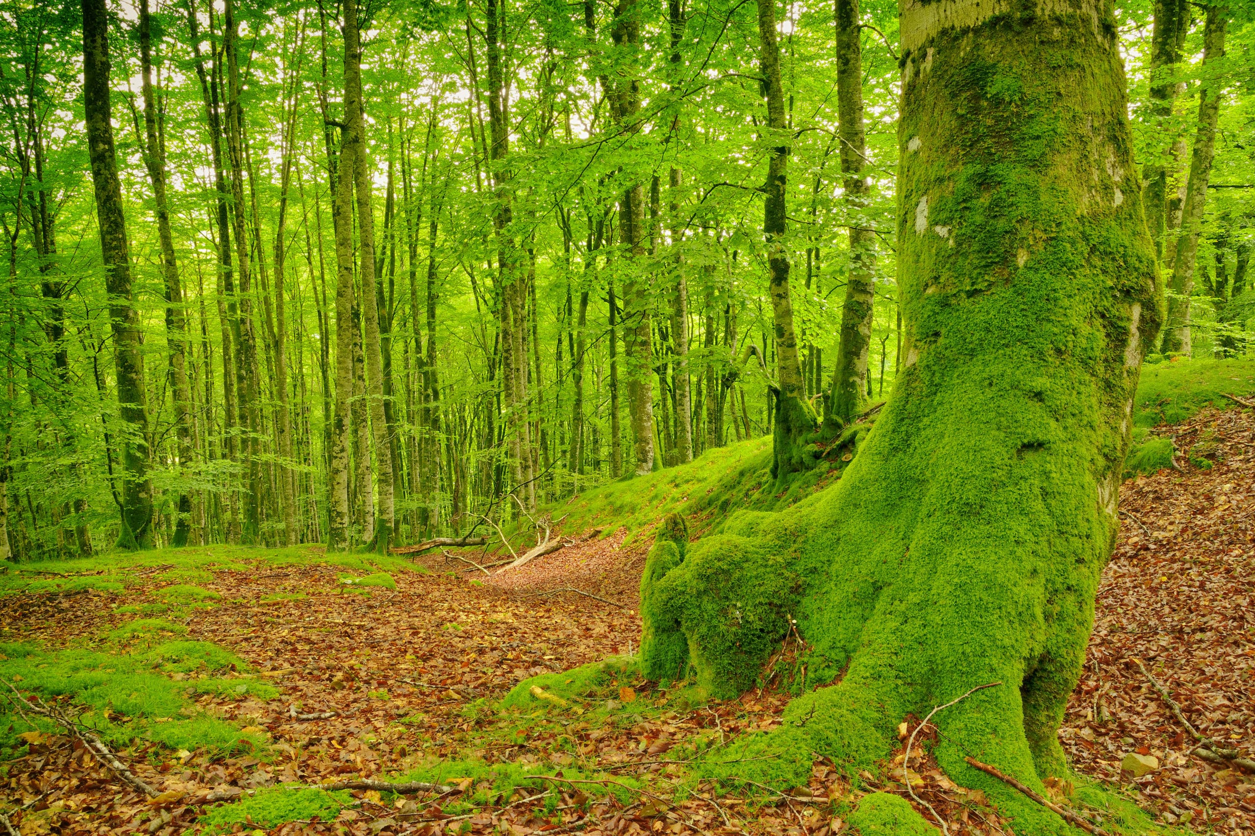 African Bishops We Have No Such A Right To Destroy Biodiversity Exaudi