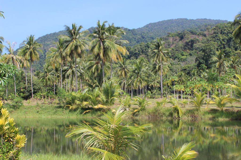 Ecuador: REPAM lanza campaña de reforestación de la Amazonía