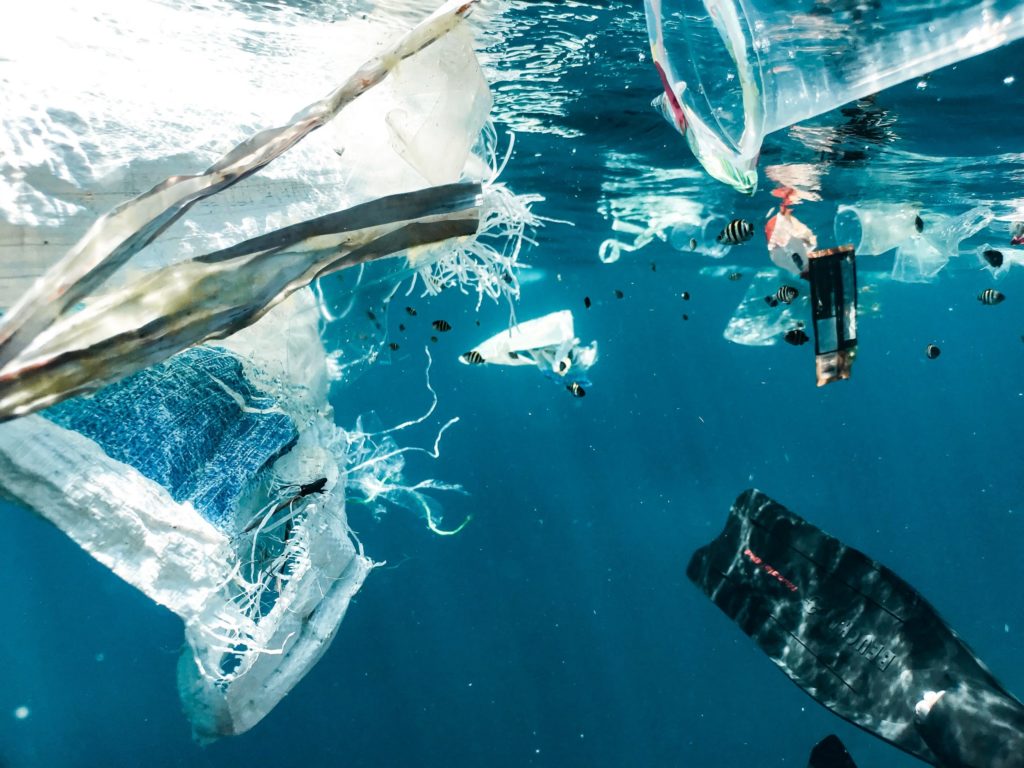 Biodiversità, l’appello del Movimento Laudato Si’