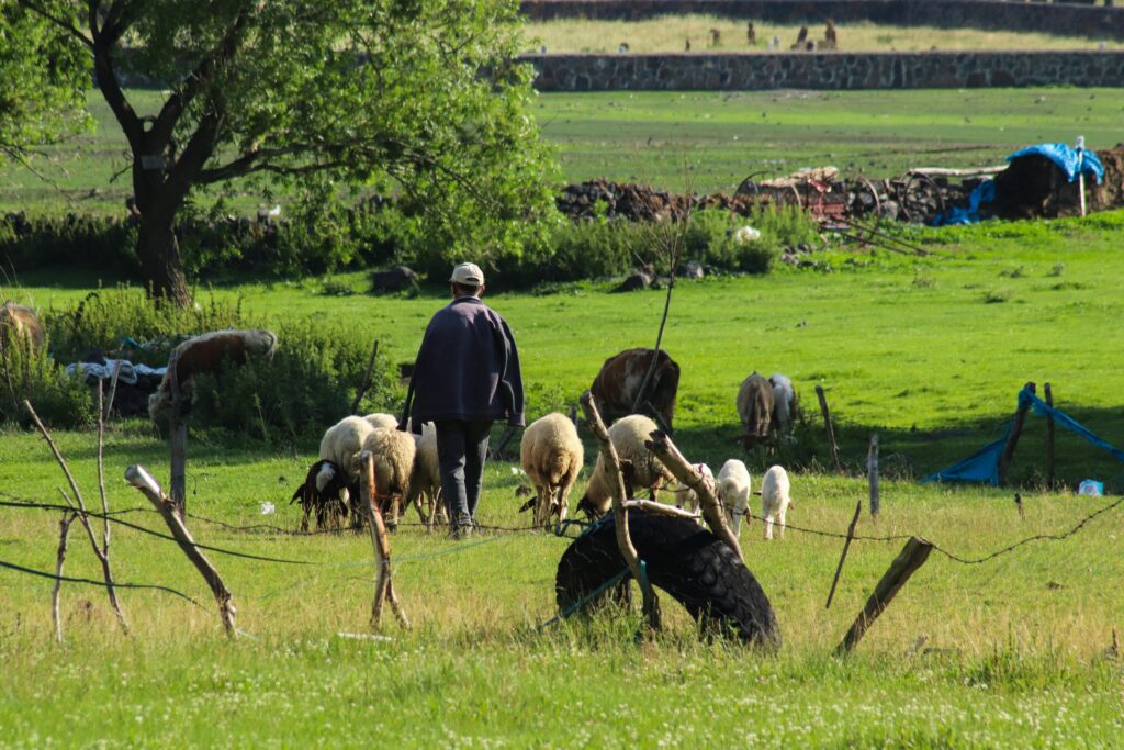 Reflection by Bishop Enrique Díaz: The good shepherd gives his life for his sheep