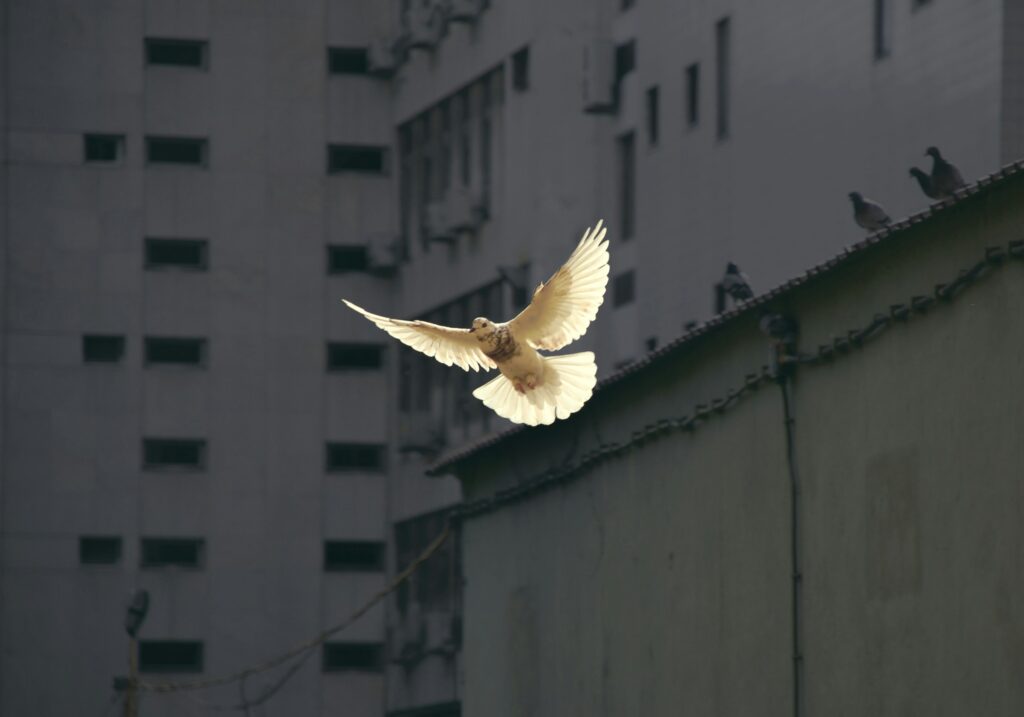 Cardinal Arizmendi: Together, we build Peace