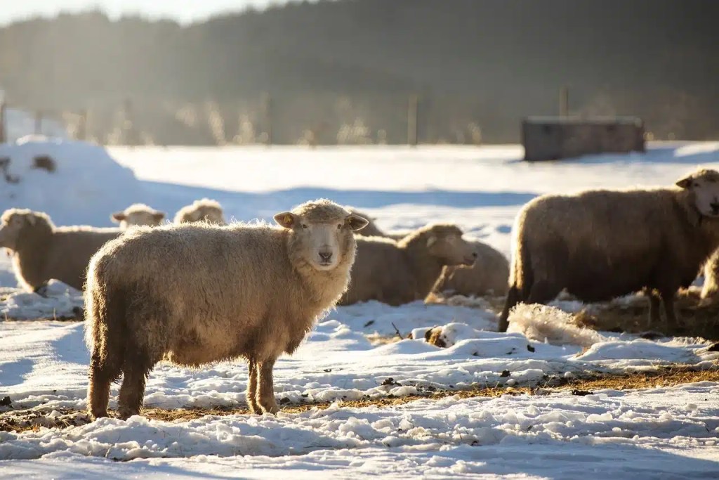Reflexión de Mons. Enrique Díaz: Voces