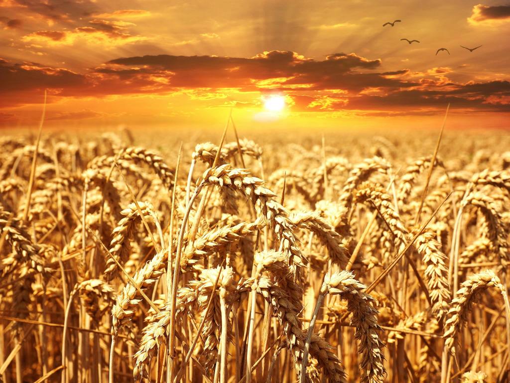 Business Administration Lessons from the Parable of the Wheat and the Tares